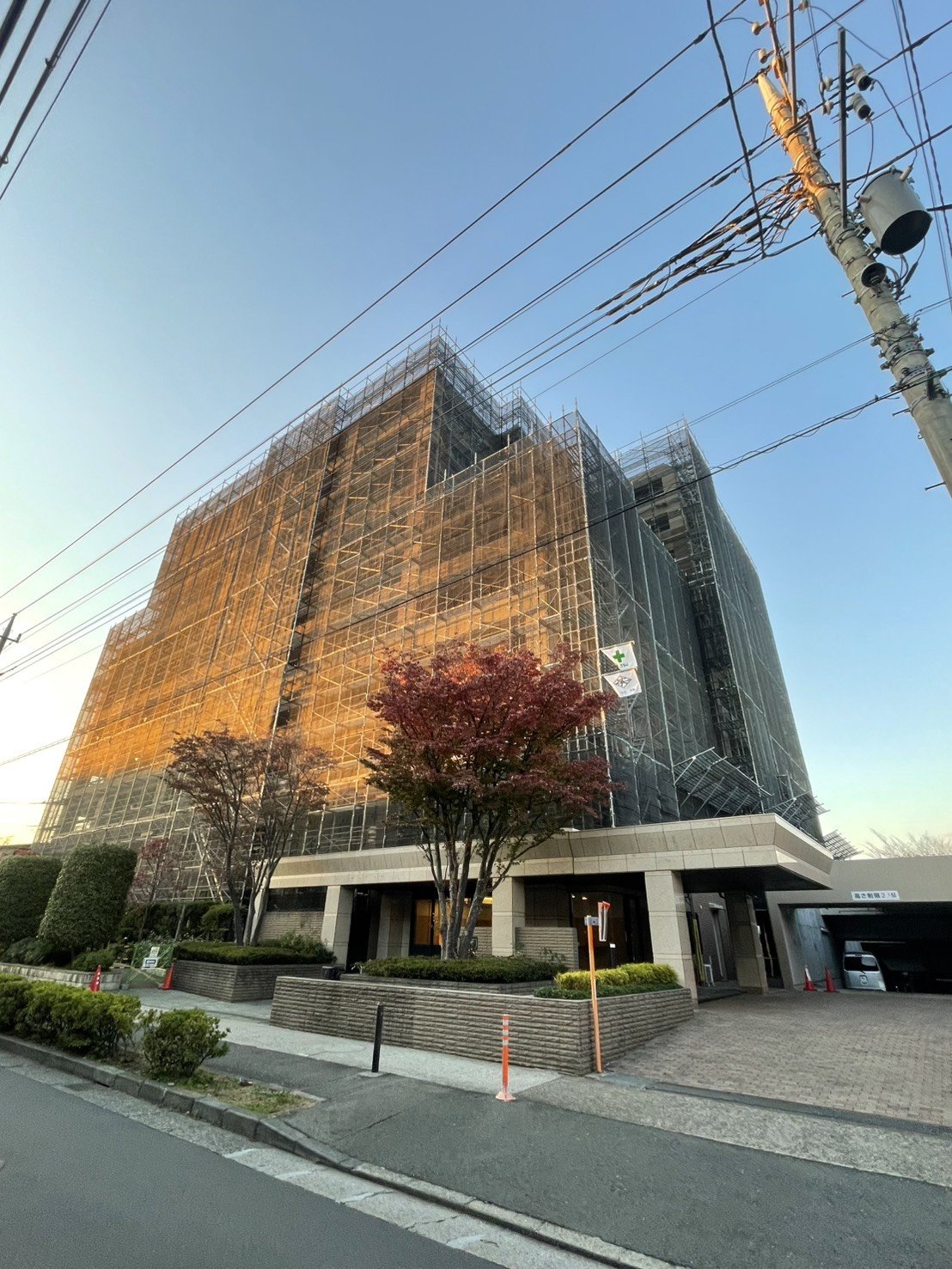 夕、赤い樹